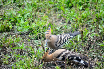 birds, europe, beauty, summer, avian, brown, nature, green, wildlife, grass, beak, feather, garden, orange, black, epops, birding, eurasian, colorful, wing, crest, bird, white, beautiful, upupa, fauna