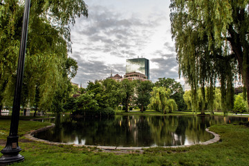 Fototapeta na wymiar Boston Public Garden Park pond reflects the weeping willow tree branches hanging over the surface of the water.
