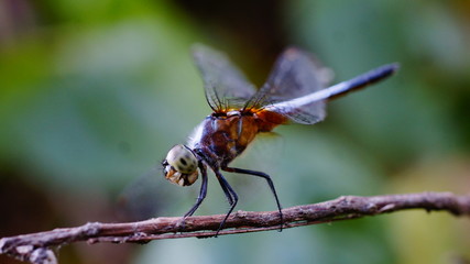 macro