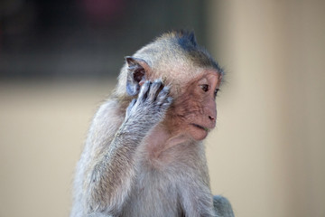 可愛いサル
