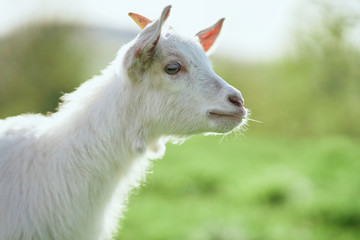 Obraz premium goat on a meadow