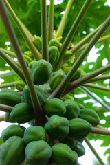 papaya