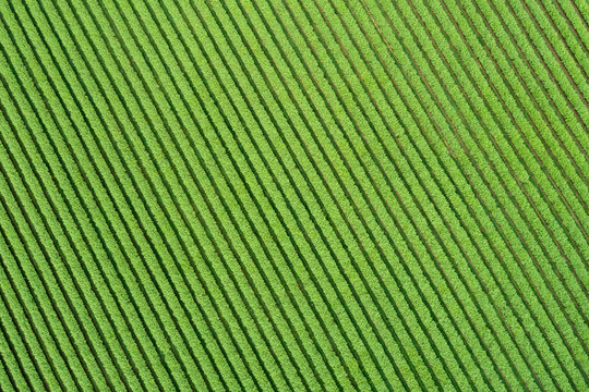 Abstract aerial view of ribes agricultural field, Franconia, Bavaria, Germany