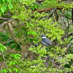 新緑の若葉に囲まれてくつろぐヤマセミ