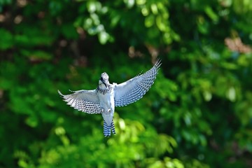 新緑の若葉をバックにホバリングするヤマセミ
