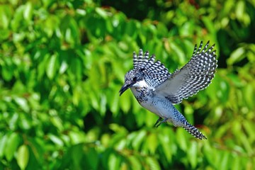 新緑の若葉をバックにホバリングするヤマセミ