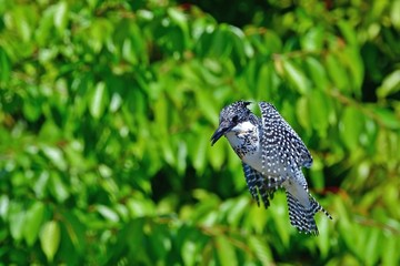 新緑の若葉をバックにホバリングするヤマセミ