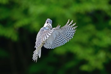 グリーンバックにホバリングするヤマセミ