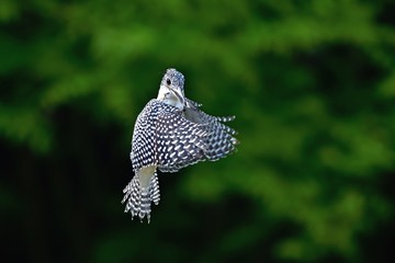 グリーンバックにホバリングするヤマセミ