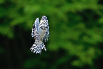 グリーンバックにホバリングするヤマセミ