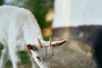 Obraz premium goat on the farm