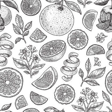 Various citrus seamless pattern. Engraved style. Vector illustration