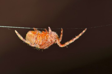An Orb Weaver spider moves deftly upside-down along a single strand of silken thread isolated against a plain brown nature background in Houston, TX.