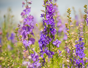 Confetti Flower Fields at Wick near Pershore Worcestershire with delphiniums 