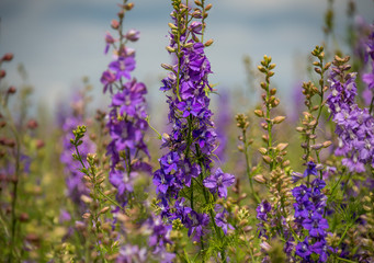 Fototapeta premium Confetti Flower Fields at Wick near Pershore Worcestershire with delphiniums 