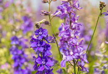 Obraz premium Confetti Flower Fields at Wick near Pershore Worcestershire with delphiniums 