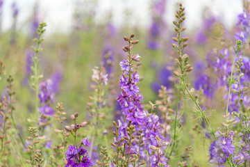 Confetti Flower Fields at Wick near Pershore Worcestershire with delphiniums 