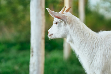 Obraz premium portrait of a goat