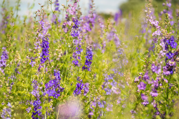 Obraz premium Confetti Flower Fields at Wick near Pershore Worcestershire with delphiniums 