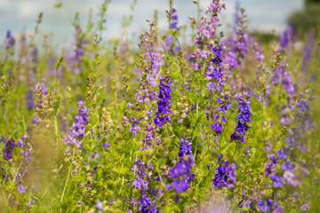 Obraz premium Confetti Flower Fields at Wick near Pershore Worcestershire with delphiniums 