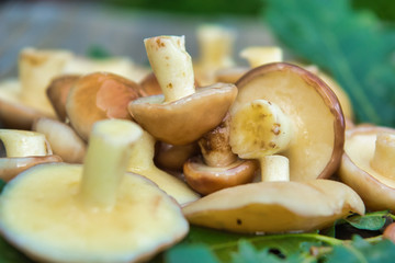 Boletus mushrooms (Suillaceae). Mushrooms boletus for cooking. Boletus mushrooms lie on oak leaves.