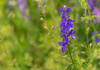 Confetti Flower Fields at Wick near Pershore Worcestershire with delphiniums 