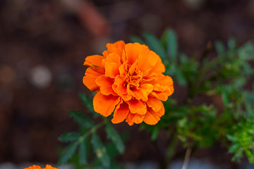 orange flower