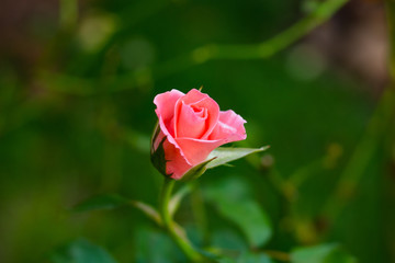 red rose in garden