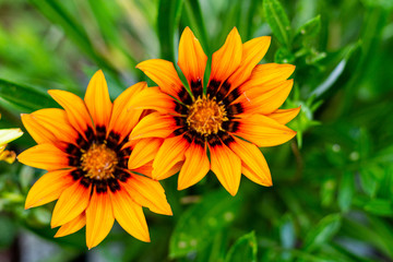 yellow flower