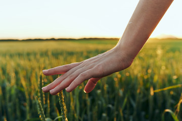 hands in field of wheat
