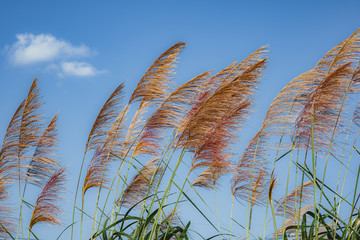 Red pampas grass sways in the wind