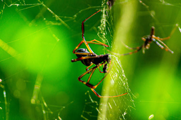 spiders