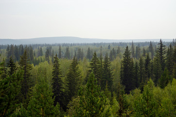 Panorama of the wild Northern Yakut spruce taiga with hills behind the gray day.