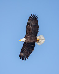 eagles