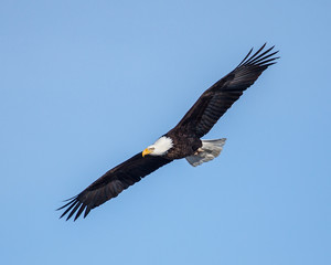 Naklejka premium eagles