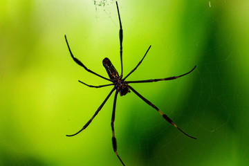 spider