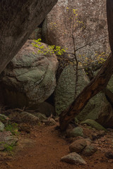 Tree in a Cave