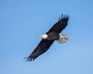 Fototapeta na wymiar eagles