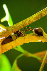 spider on a leaf