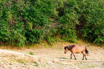 A lone Yakut horse goes head down the path at the slope with trees of the forest.