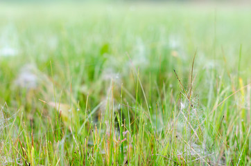Rose with drops of frost fell on bundles of small webs in the green grass in the North of Yakutia.