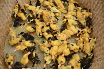 ベトナムのバクハ　花モン族の市場　可愛いひよこの群れ © koujim30