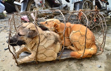 ベトナムのバクハ　花モン族の市場　犬を販売する花モン族の人々