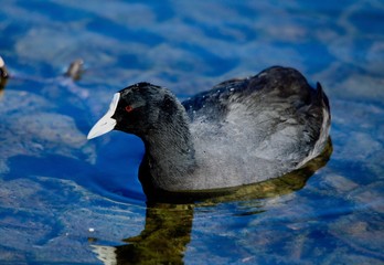 coot