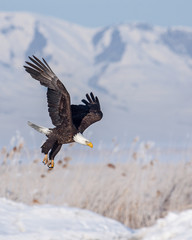 eagles