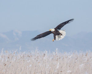 eagles