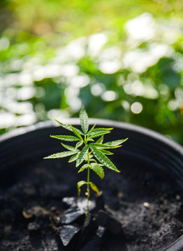 Home-grown Marijuana, Cannabis growing in the flowerpot, Cannabis sativa