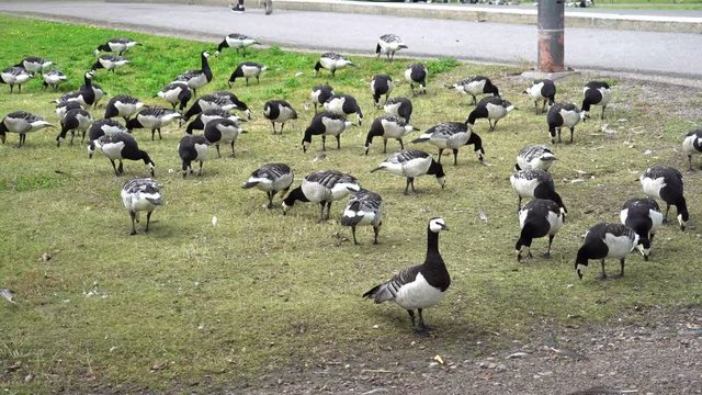 Hungry Canadian Geese are looking for food in the park next to the Corridor, UHD