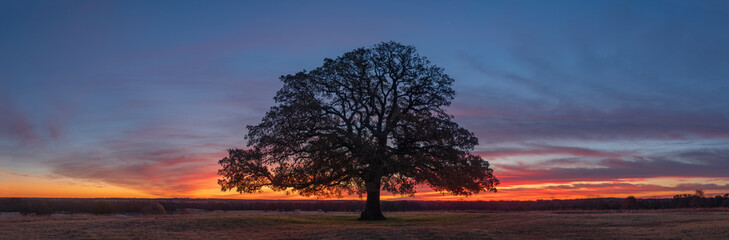 Fototapeta na wymiar Lonely Tree Sunset