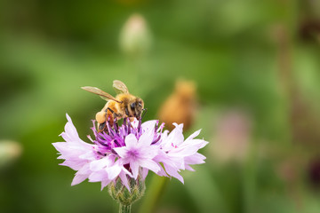 honey bee  collecting pollen from purple flower room for copy space